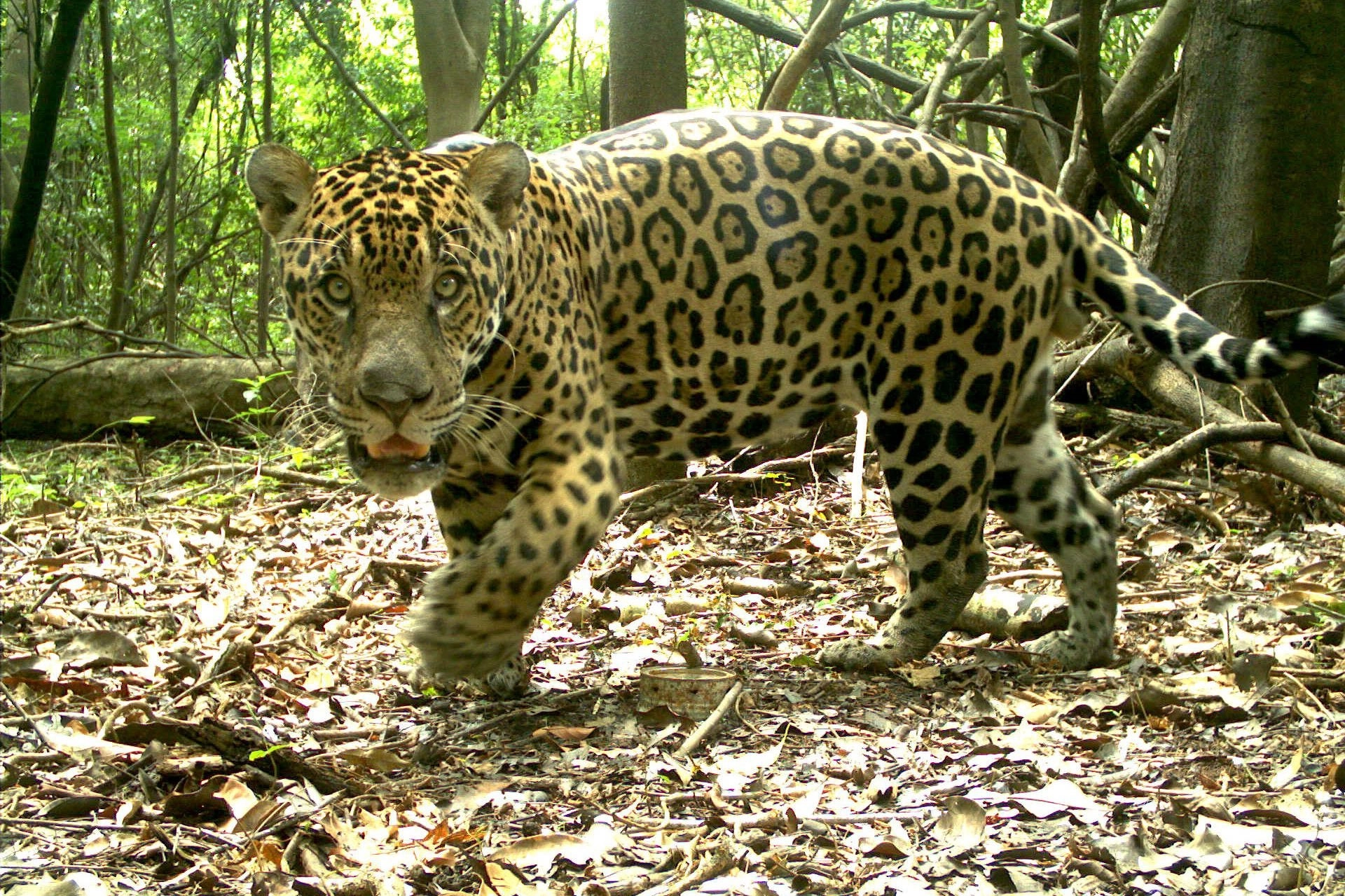 Redução alarmante de fêmeas de onça-pintada na Amazônia